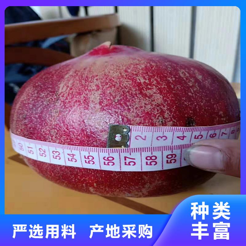 石榴-獼猴桃苗真材實料
