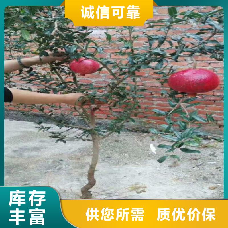 石榴西瓜苗N年大品牌