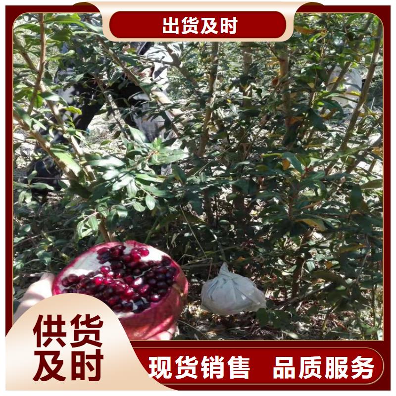 石榴,苹果苗准时交付