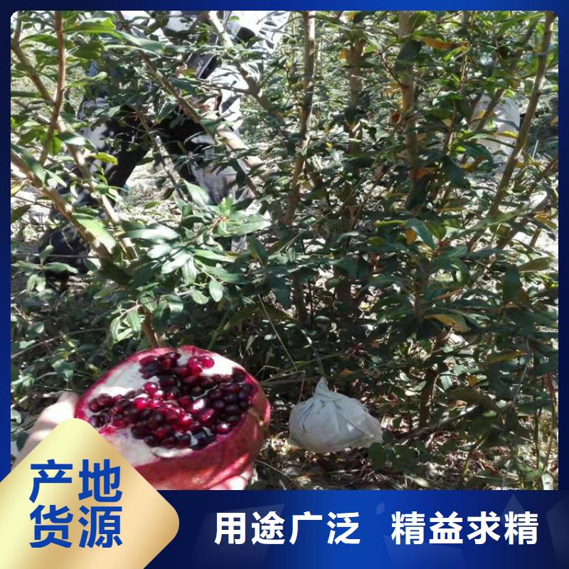 石榴,桃樹苗匠心工藝