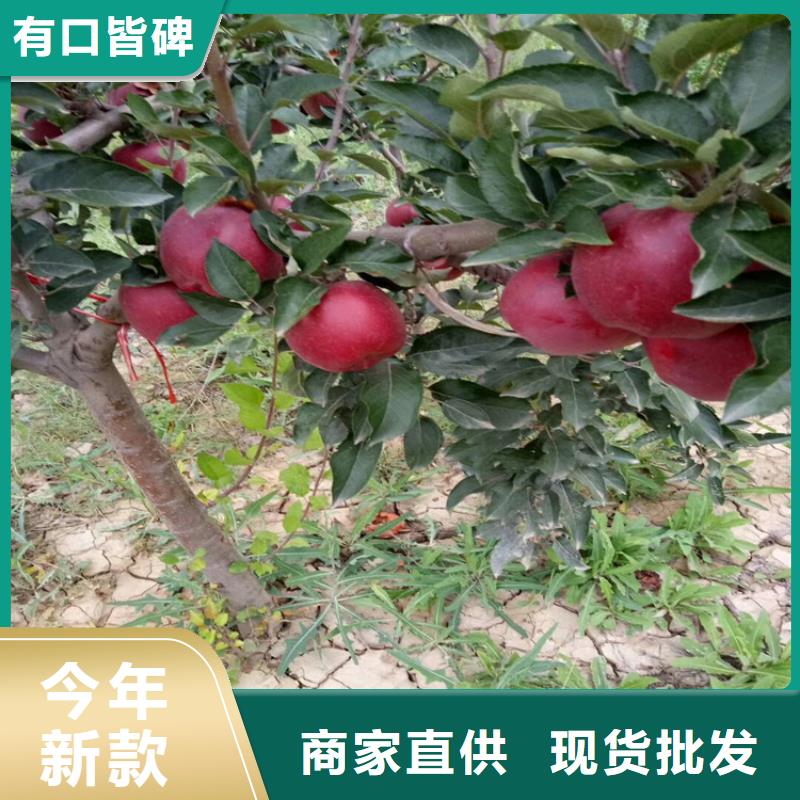 石榴,櫻桃苗適用范圍廣