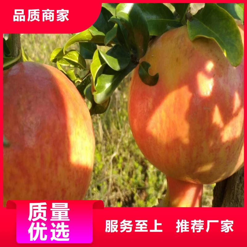 石榴,杏樹苗質(zhì)量檢測