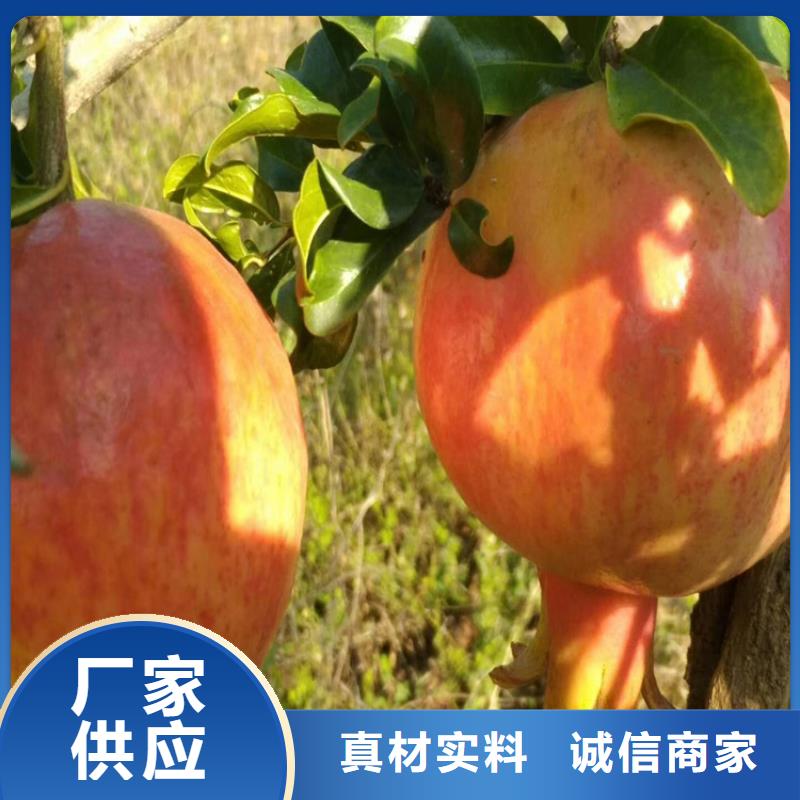 石榴-獼猴桃苗真材實料