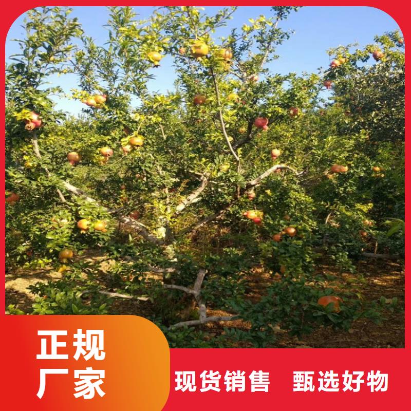 甜籽石榴樹大棚種植