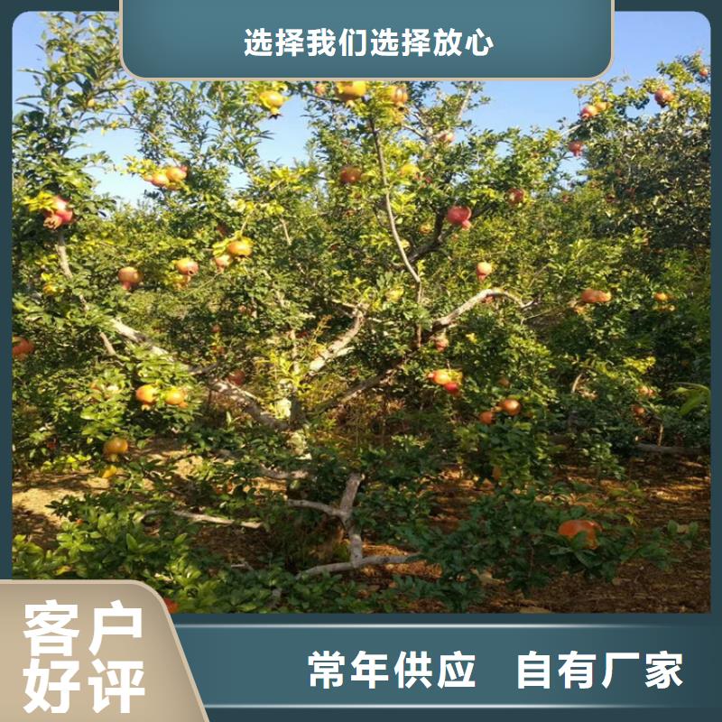 石榴櫻桃苗款式新穎