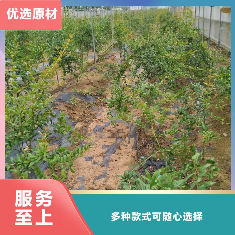 石榴櫻桃苗嚴(yán)格把控質(zhì)量