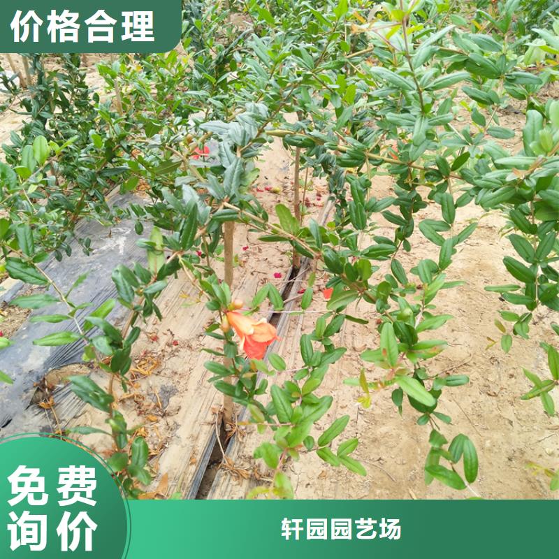 石榴西瓜苗N年大品牌