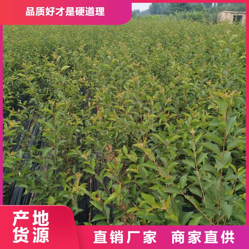 石榴草莓苗品種全