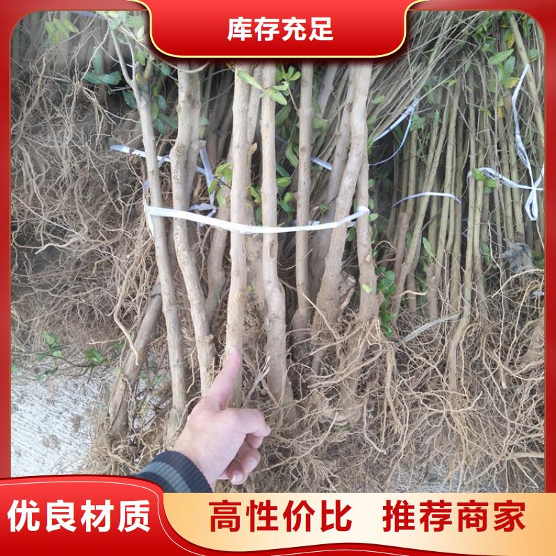 石榴奶油草莓選擇我們沒(méi)錯(cuò)