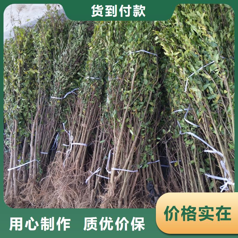 甜籽石榴樹大棚種植