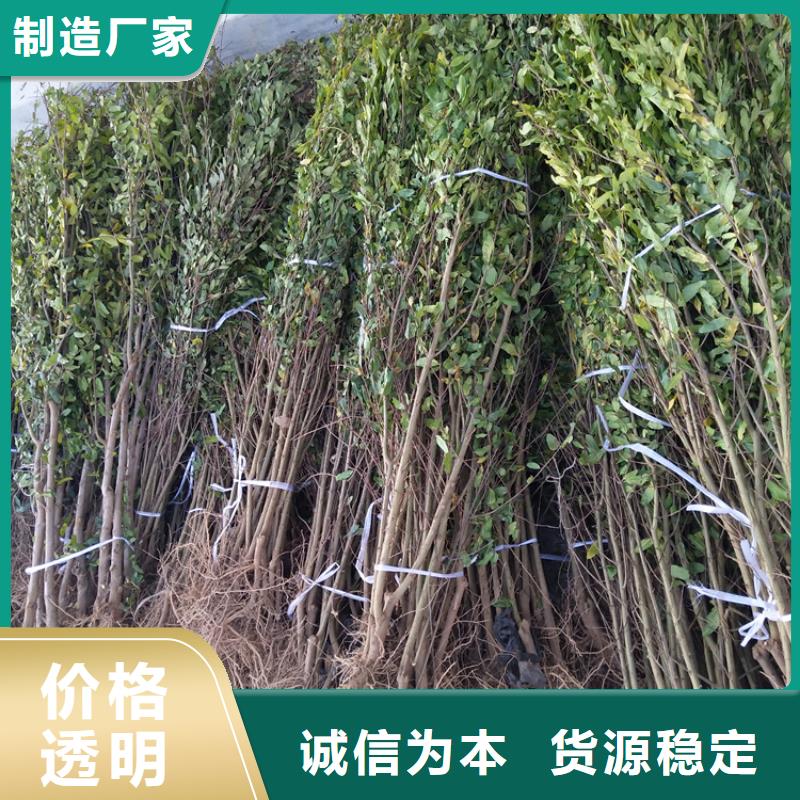 石榴_樱桃苗精挑细选好货