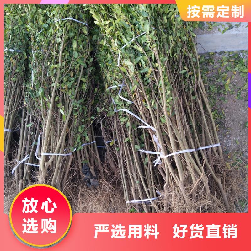 石榴草莓苗品种全