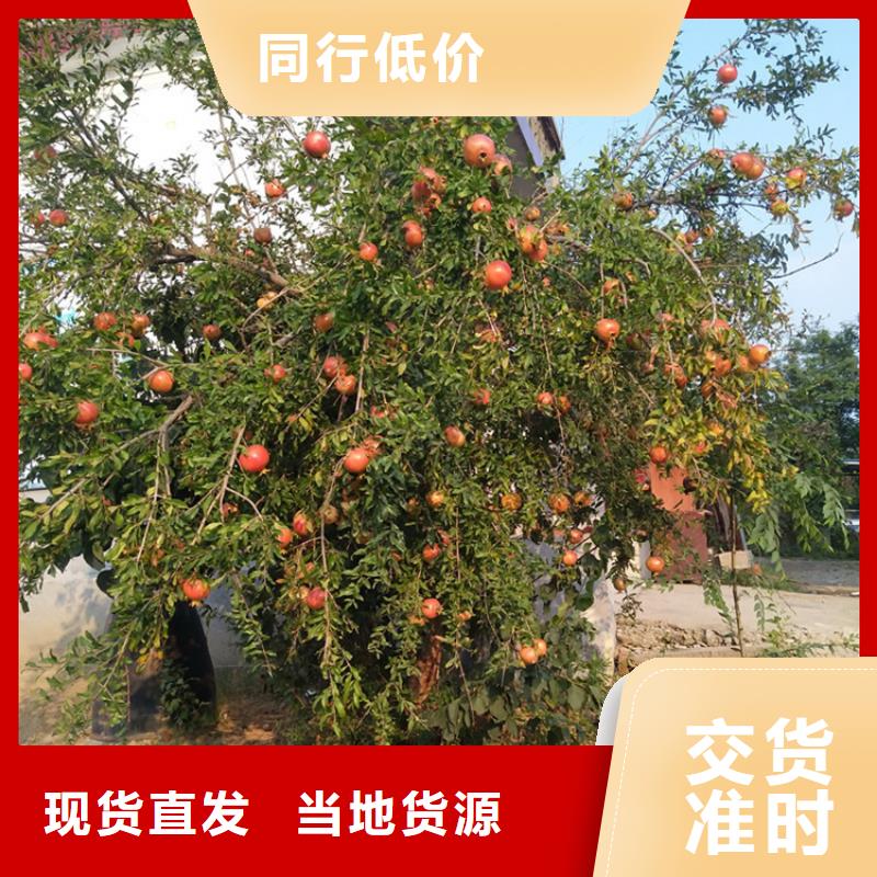石榴,杏樹苗質(zhì)量檢測