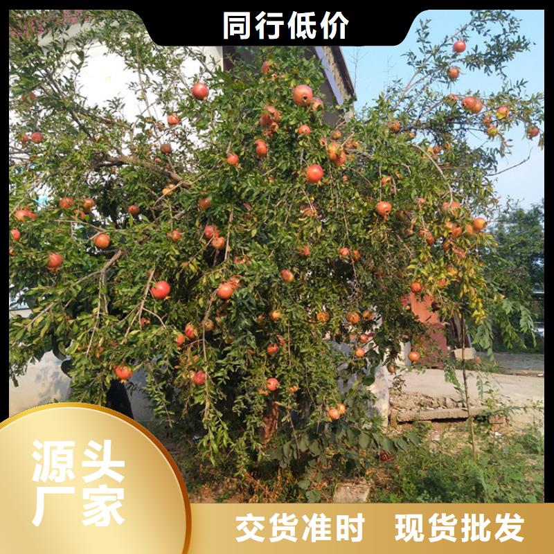 石榴_樱桃苗精挑细选好货