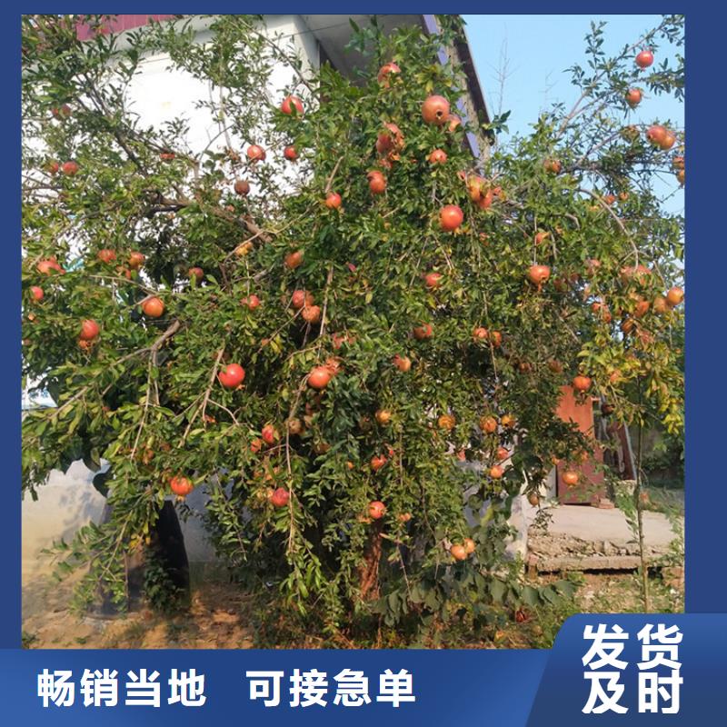 軟籽石榴樹(shù)苗量大從優(yōu)