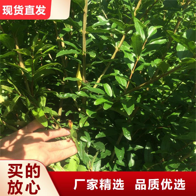 石榴西瓜苗N年大品牌