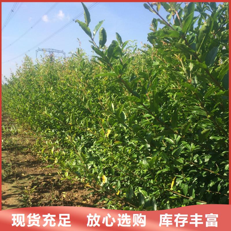 石榴西瓜苗N年大品牌