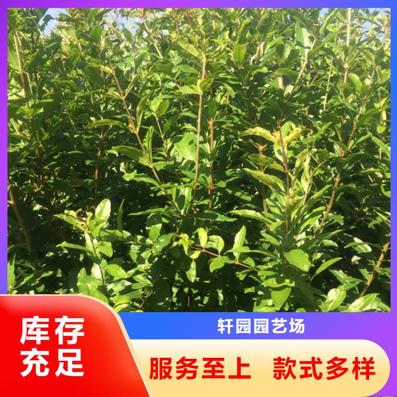 石榴,杏樹苗質(zhì)量檢測