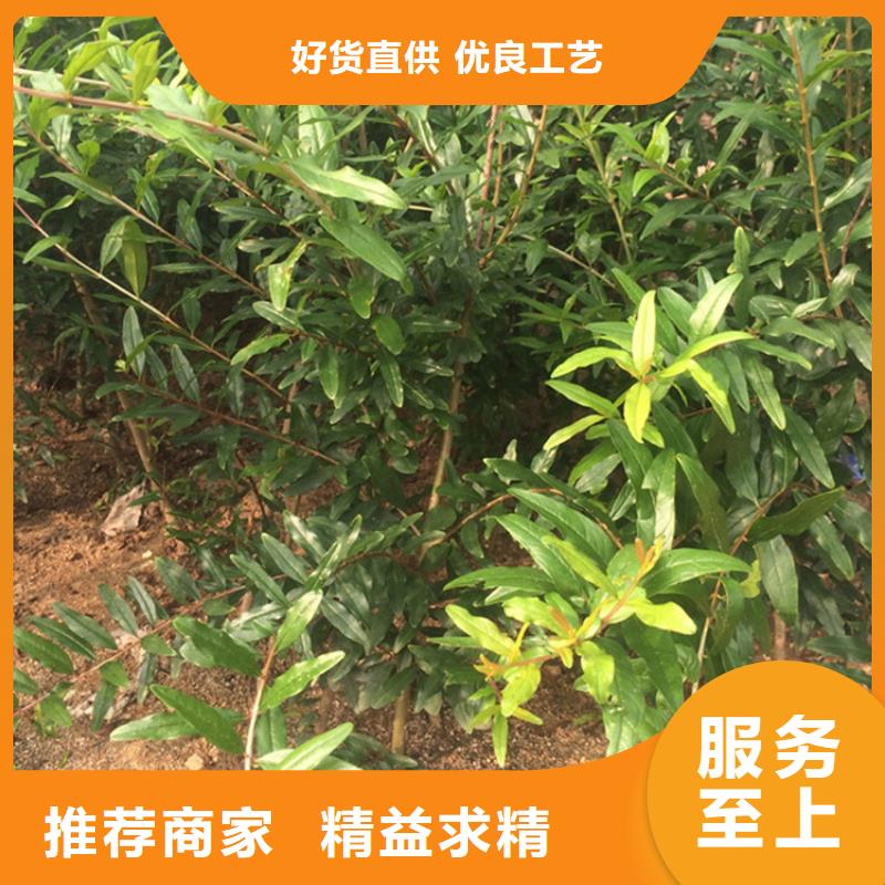 甜籽石榴樹大棚種植