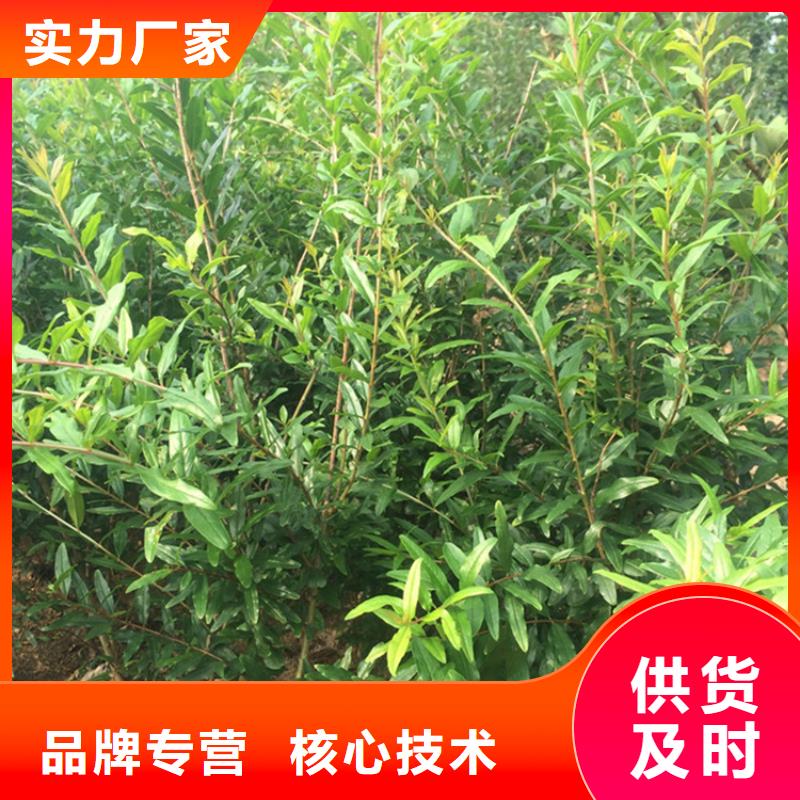 石榴,苹果苗准时交付