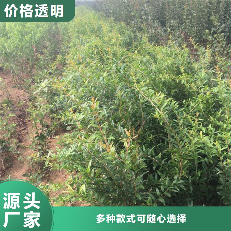 石榴西瓜苗N年大品牌