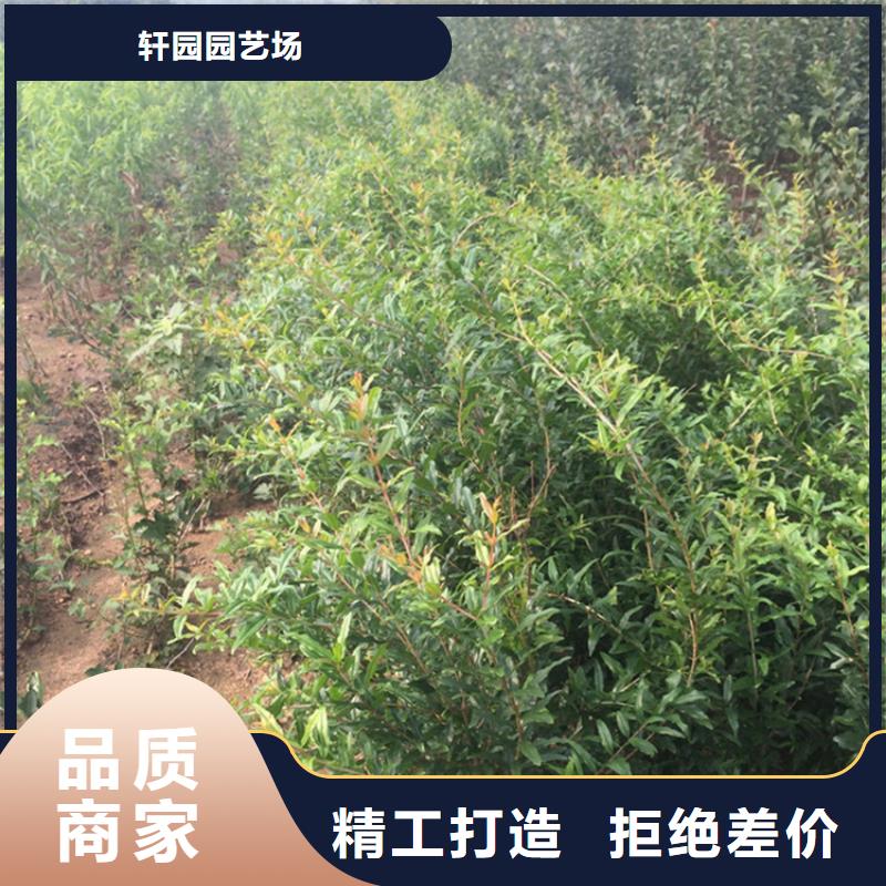石榴_樱桃苗精挑细选好货