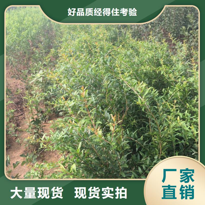 石榴西瓜苗N年大品牌