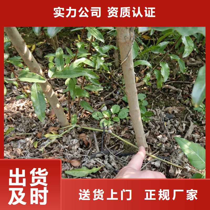 石榴-獼猴桃苗真材實料