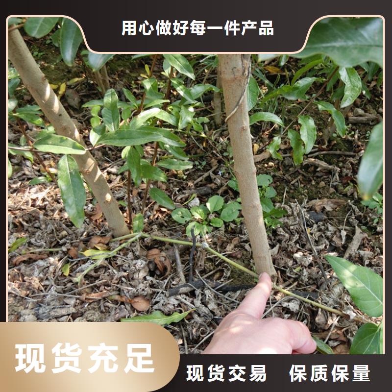 石榴西瓜苗N年大品牌