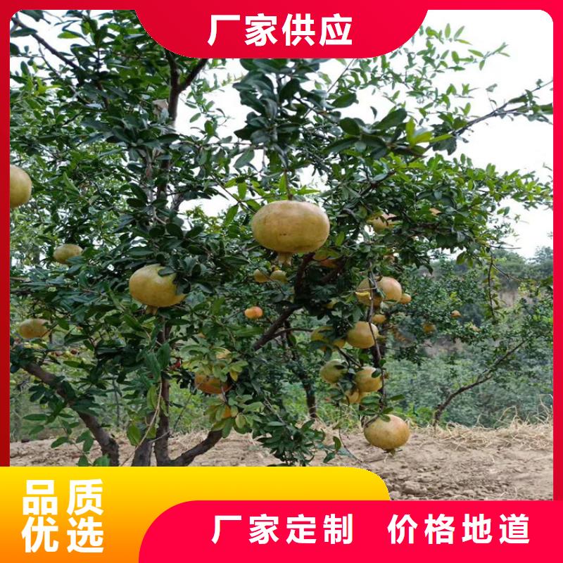 石榴,杏樹苗質(zhì)量檢測