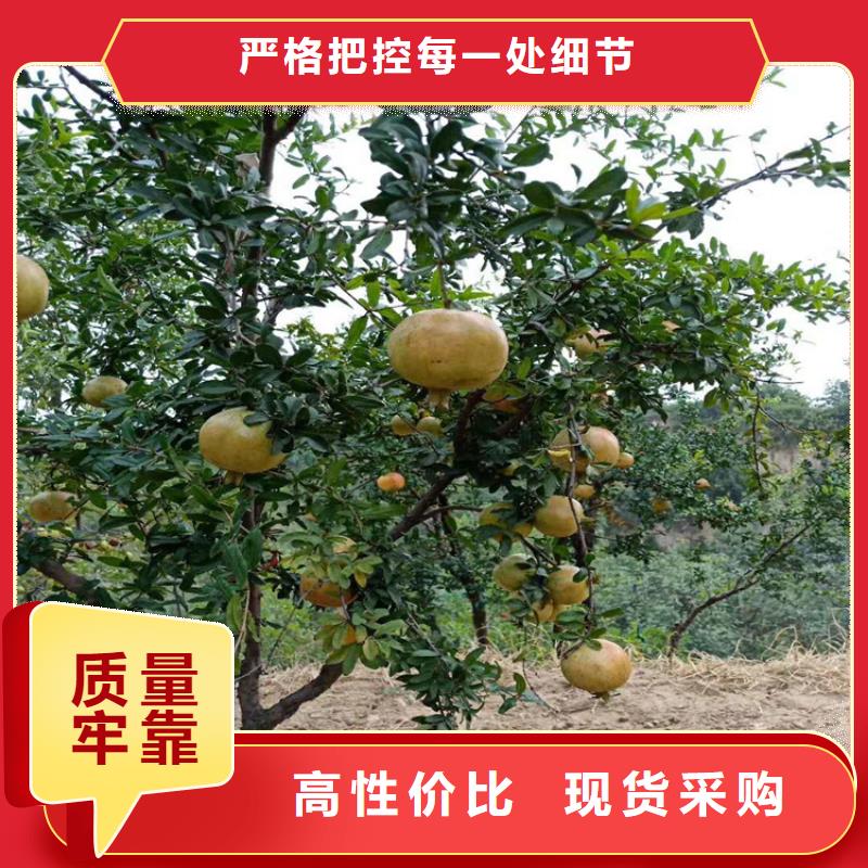 石榴西瓜苗N年大品牌