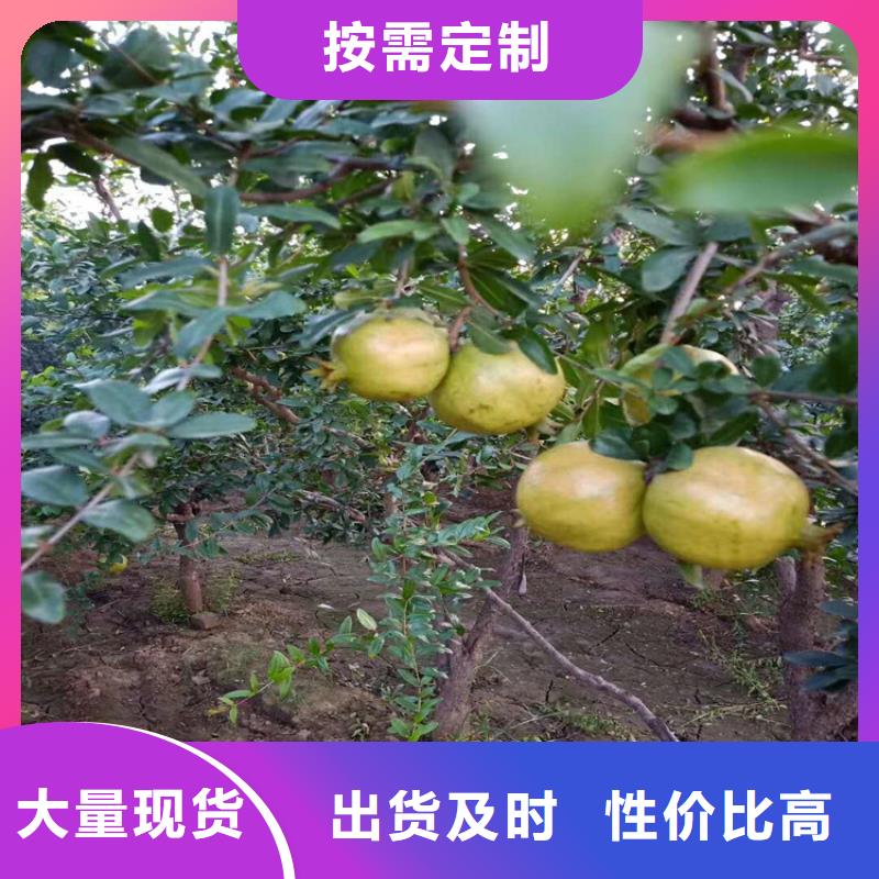 石榴_樱桃苗精挑细选好货