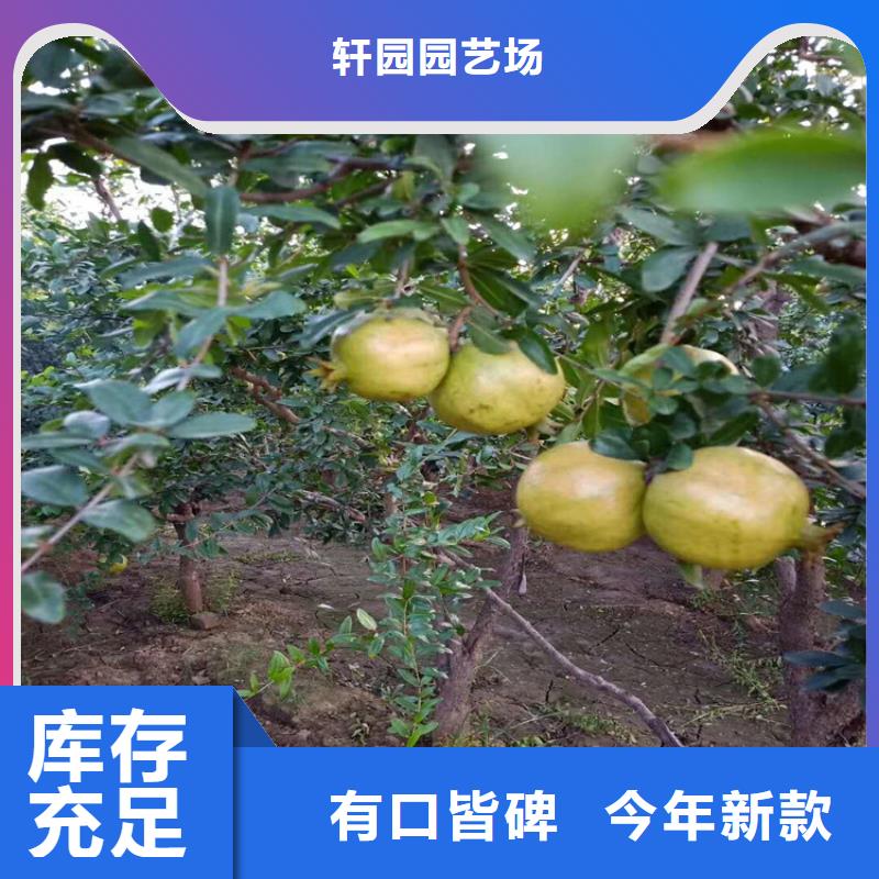 石榴-獼猴桃苗真材實料