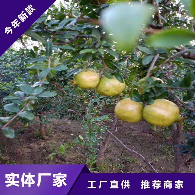 石榴_櫻桃苗精挑細(xì)選好貨