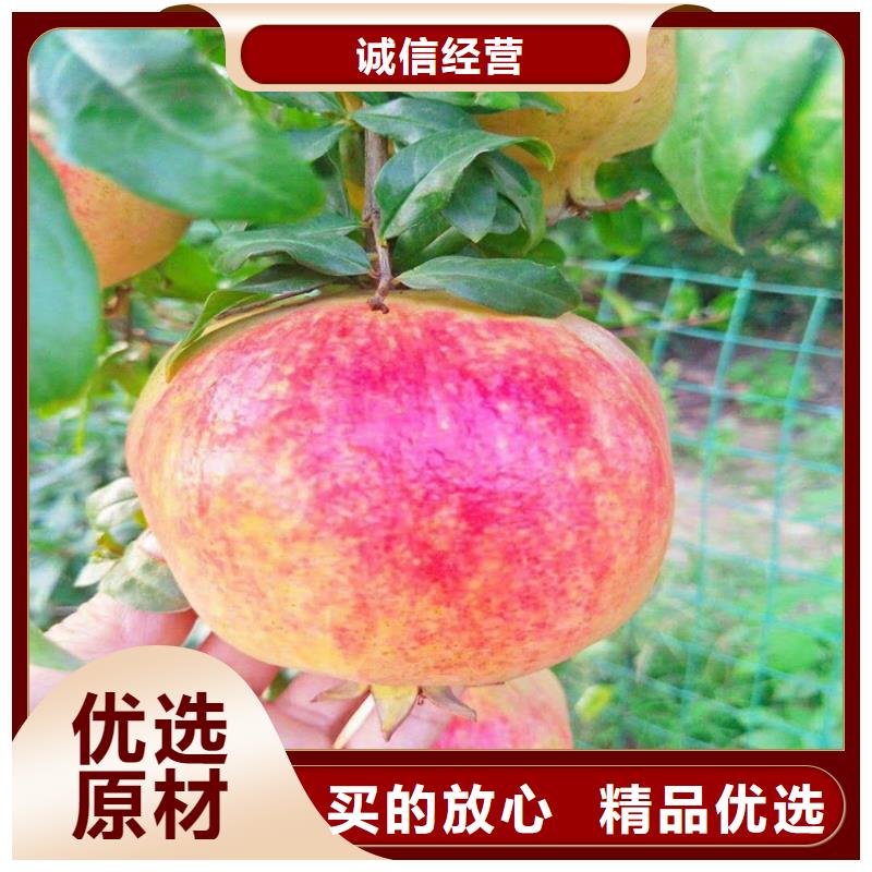 石榴-獼猴桃苗真材實料