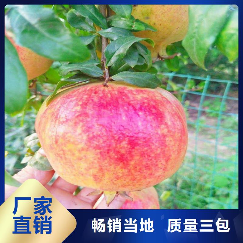 石榴奶油草莓選擇我們沒(méi)錯(cuò)
