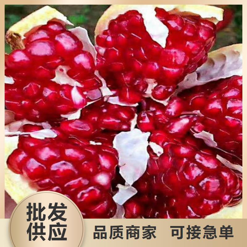 石榴櫻桃苗嚴(yán)格把控質(zhì)量