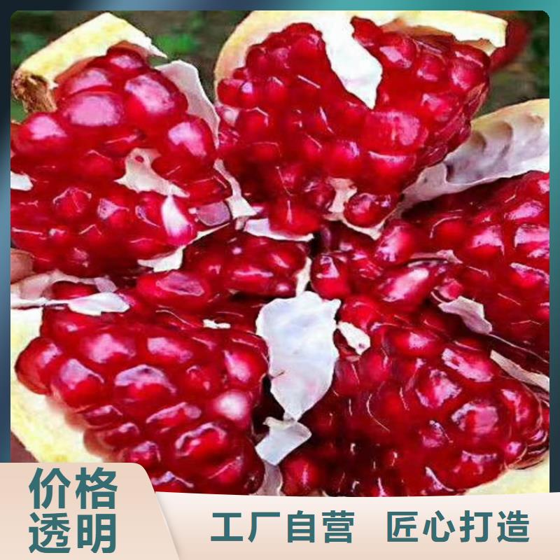 石榴-獼猴桃苗真材實料