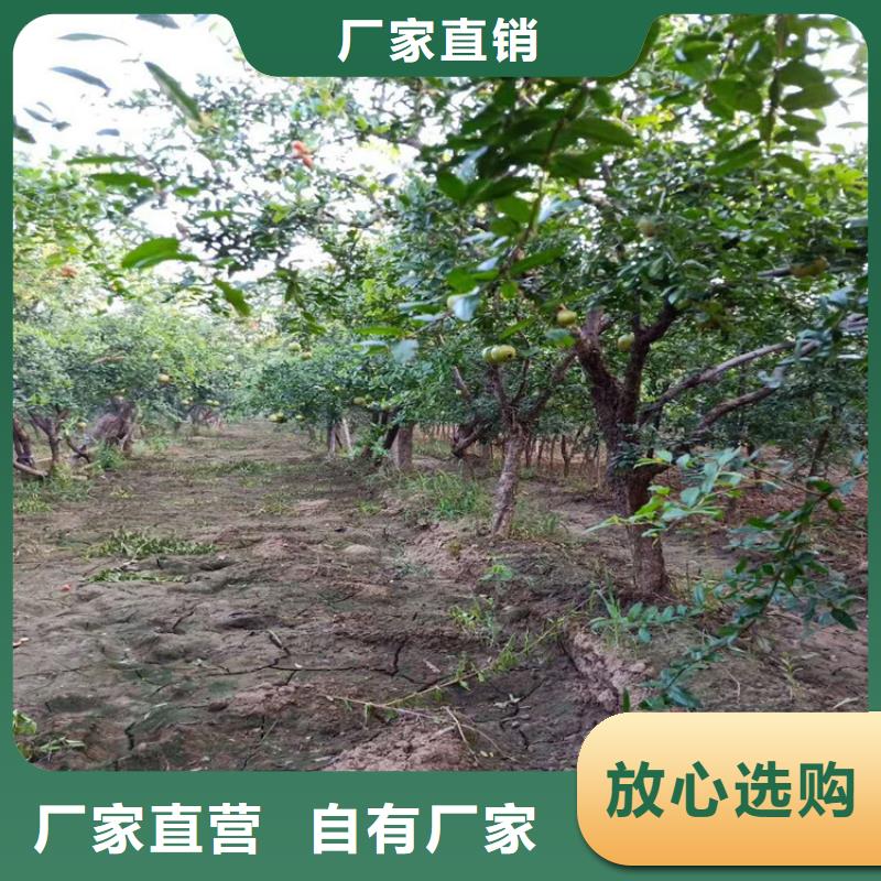 石榴西瓜苗N年大品牌