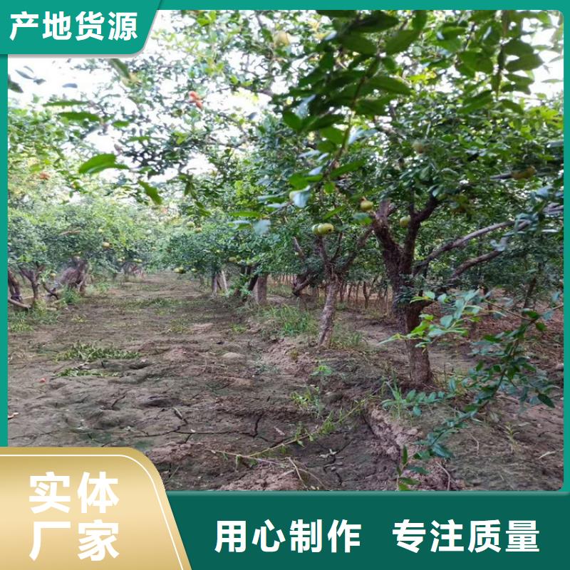 石榴_櫻桃苗精挑細(xì)選好貨