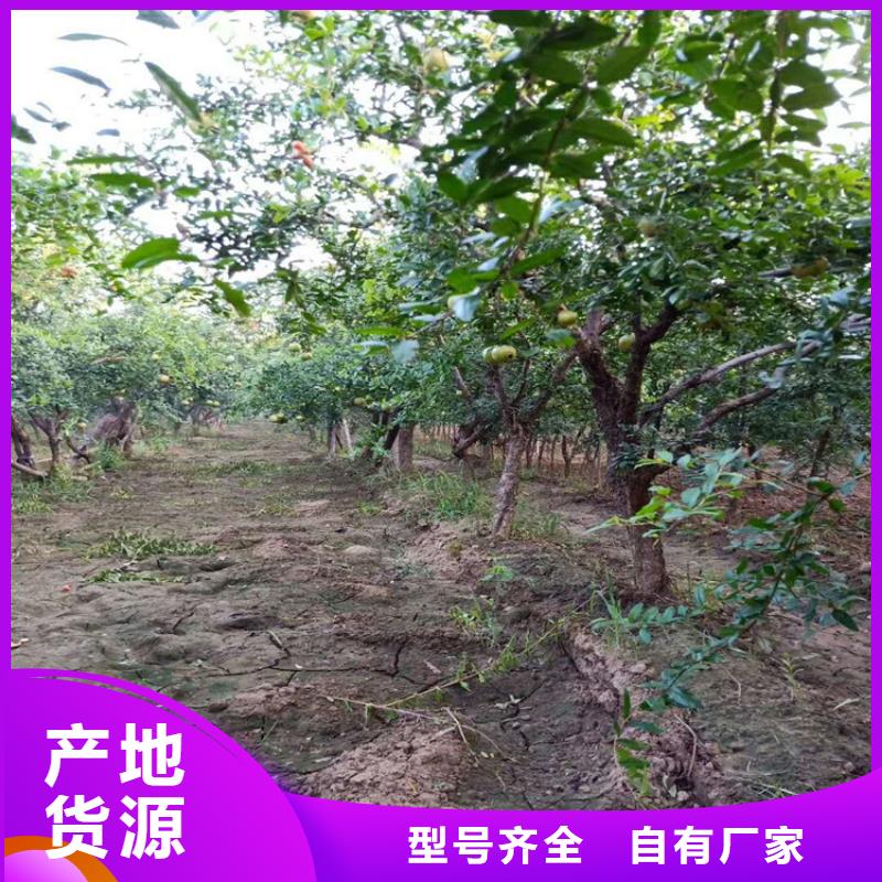 石榴奶油草莓選擇我們沒(méi)錯(cuò)