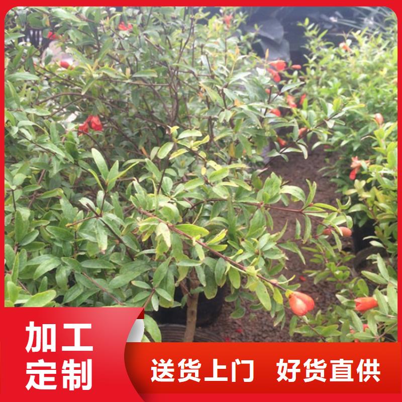 石榴-獼猴桃苗真材實料