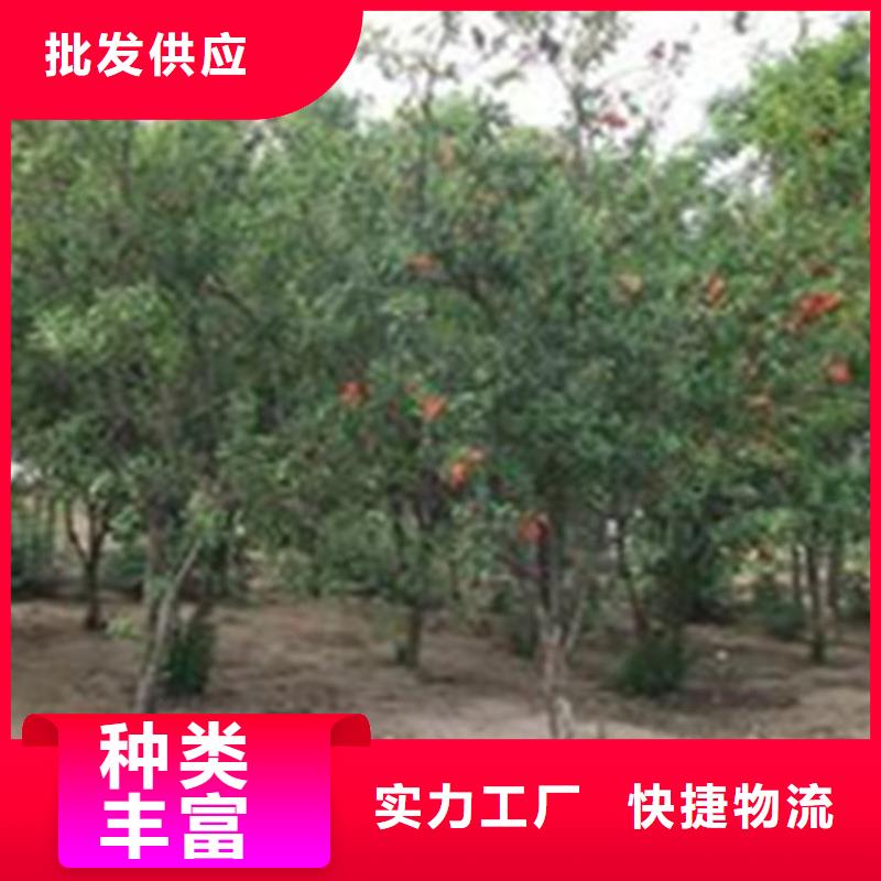 石榴_櫻桃苗精挑細(xì)選好貨