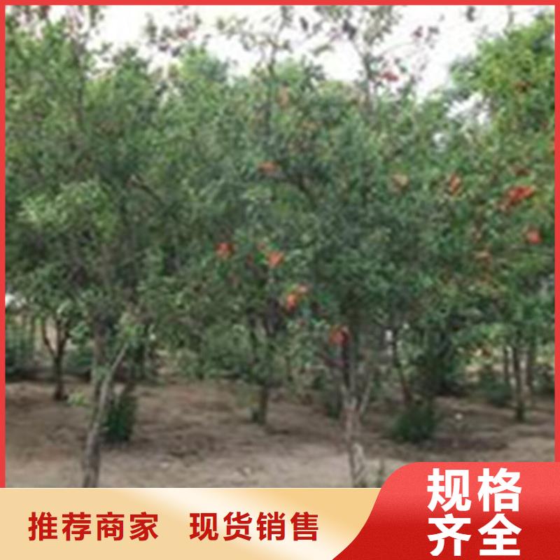 石榴奶油草莓選擇我們沒(méi)錯(cuò)