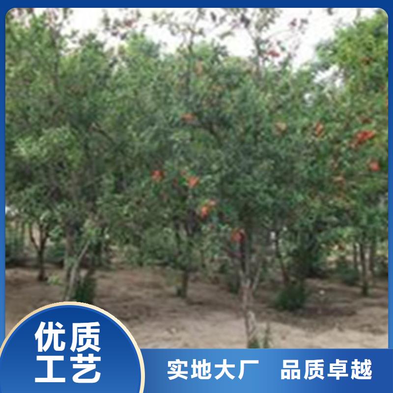 石榴-獼猴桃苗真材實料