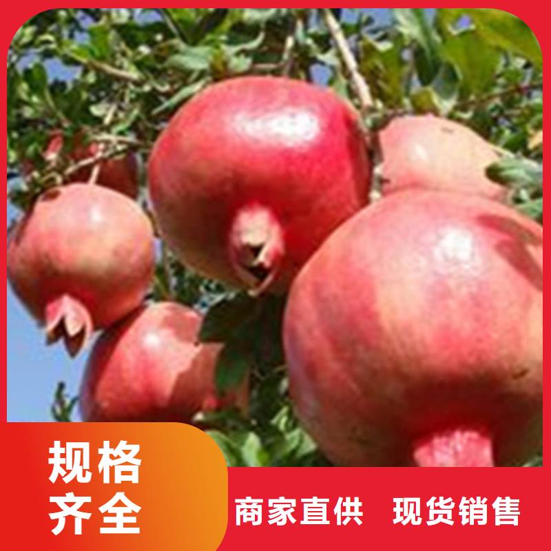 石榴奶油草莓選擇我們沒(méi)錯(cuò)