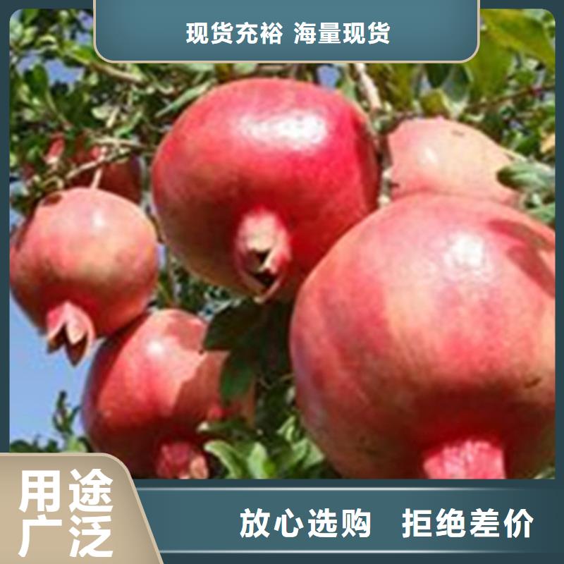 石榴草莓苗品种全