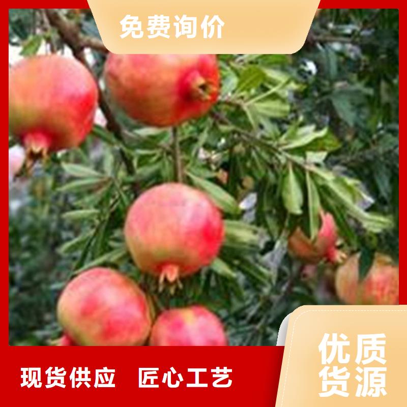 石榴櫻桃苗嚴(yán)格把控質(zhì)量