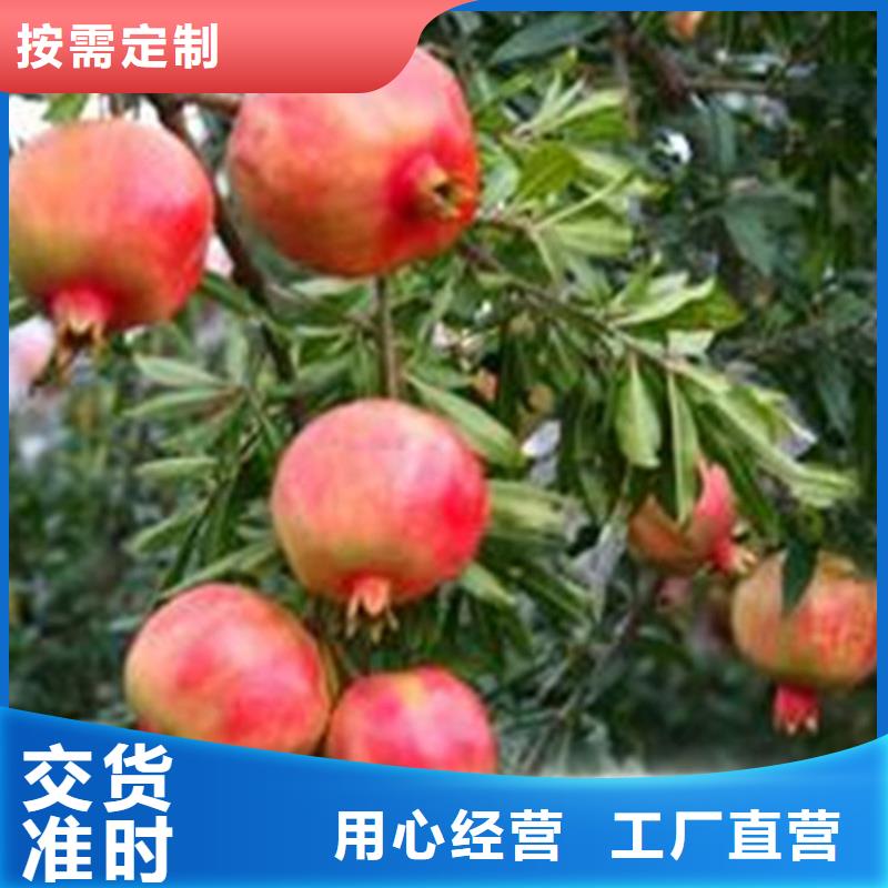 石榴草莓苗品种全