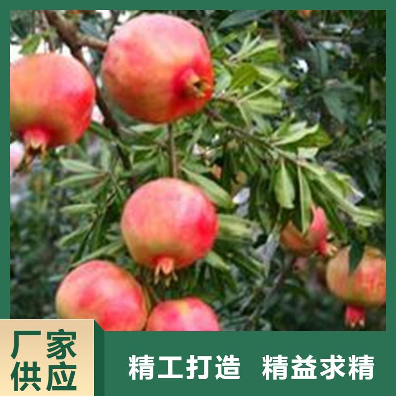 石榴-獼猴桃苗真材實料
